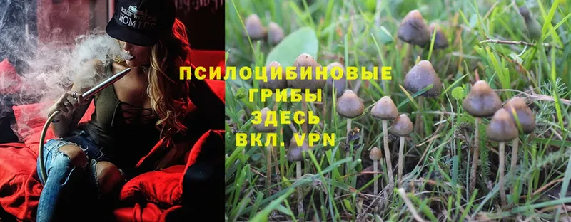 где купить наркоту  Чехов  блэк спрут как зайти  Псилоцибиновые грибы MAGIC MUSHROOMS 